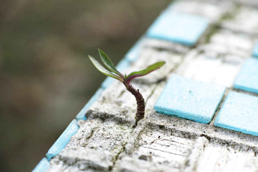 green plant on white concrete