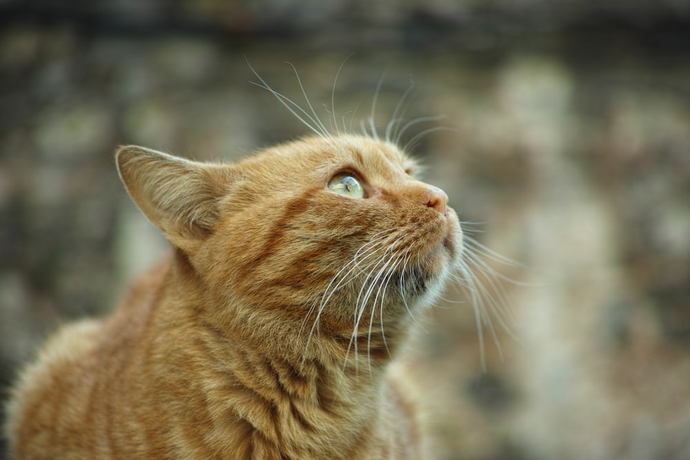 orange tabby cat in tilt shift lens