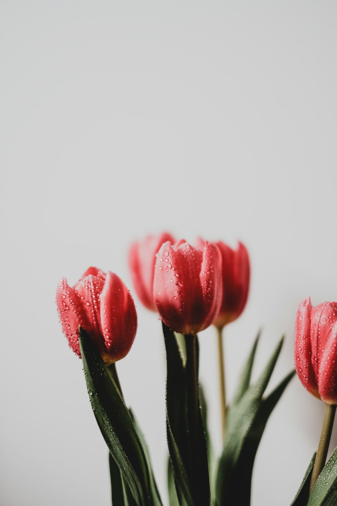 pink tulips in close up photography