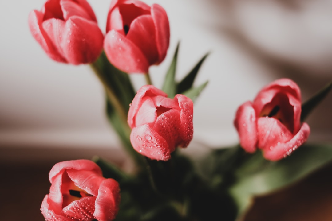 red tulips in close up photography