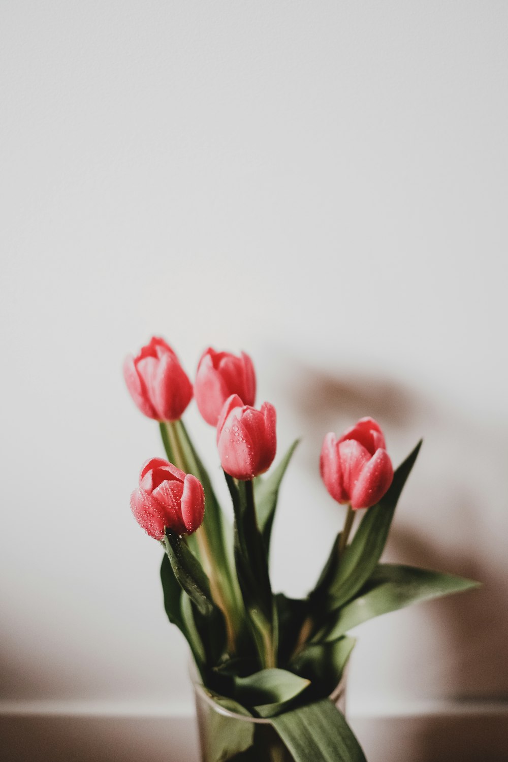 pink tulips in bloom close up photo