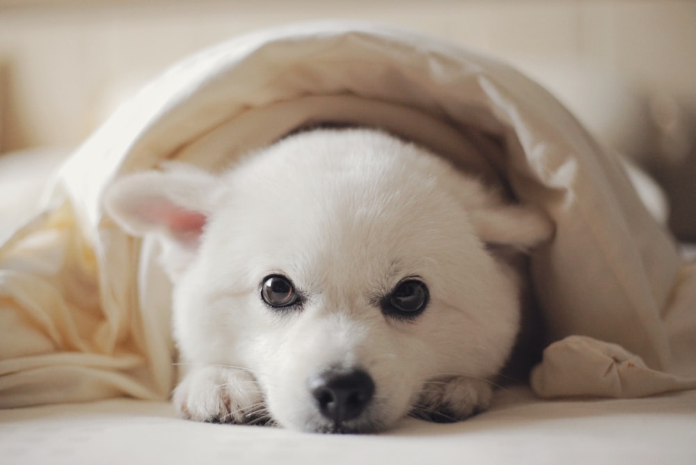 white short coated dog on brown textile