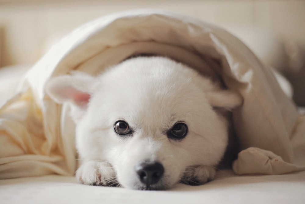 perro de pelo corto blanco sobre tela marrón