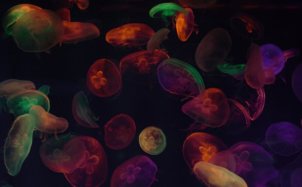 pink jellyfish in water during daytime