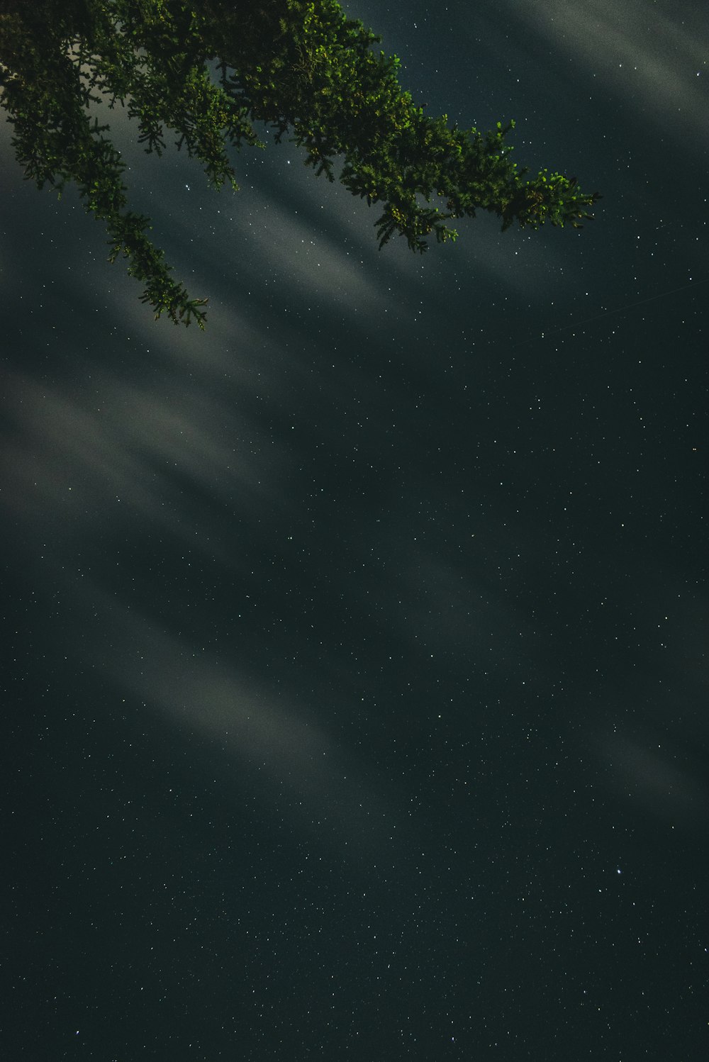 green trees under blue sky during night time