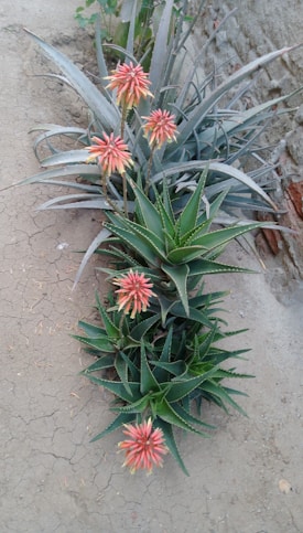 Succulent plants with long, pointed leaves arranged in a rosette pattern, growing in soil. The plants are topped with several vibrant pink and orange flowers on tall stems.