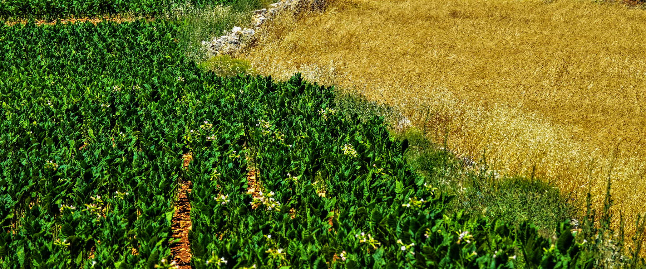 Cenário do Agronegócio