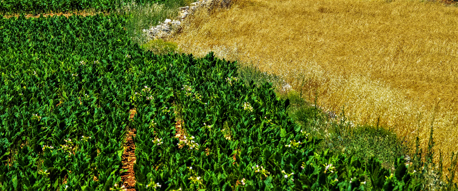 Agricultural field and crop rows