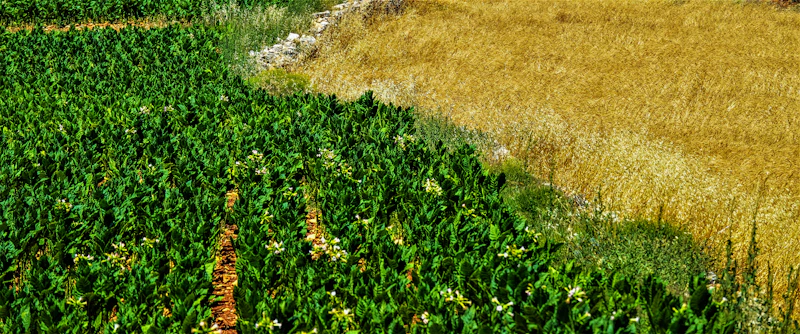 Farmer working in a green agricultural field