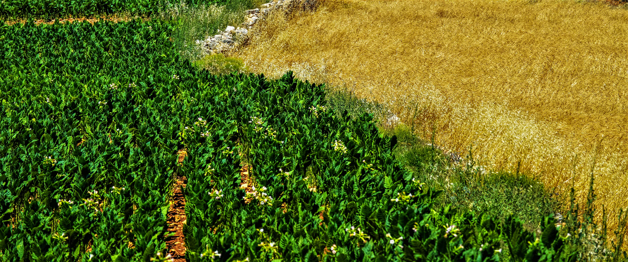 Farmer working in agricultural field