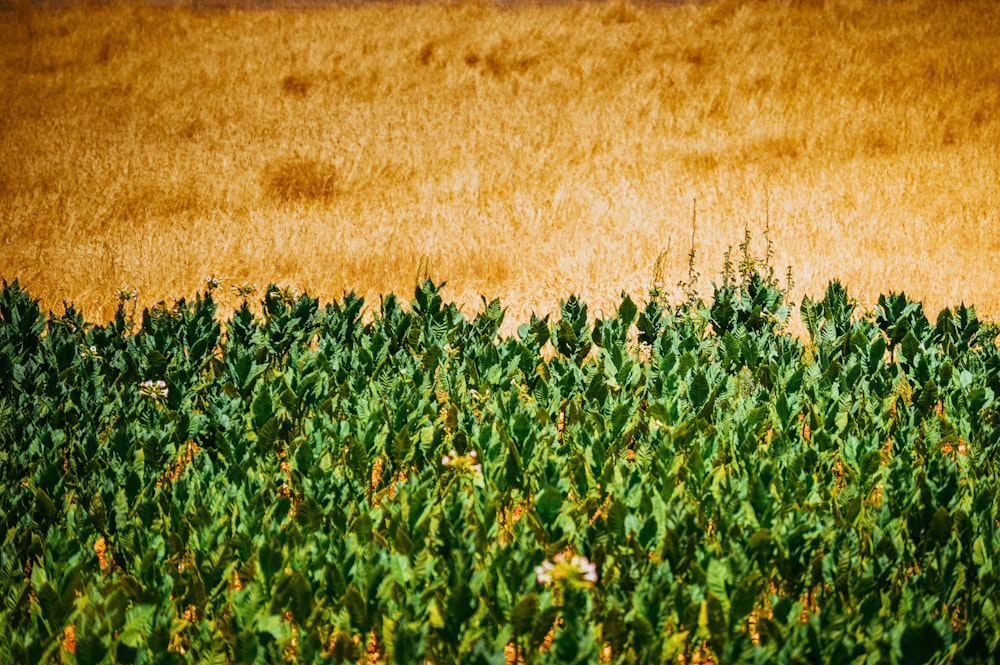 green and yellow flower field during daytime