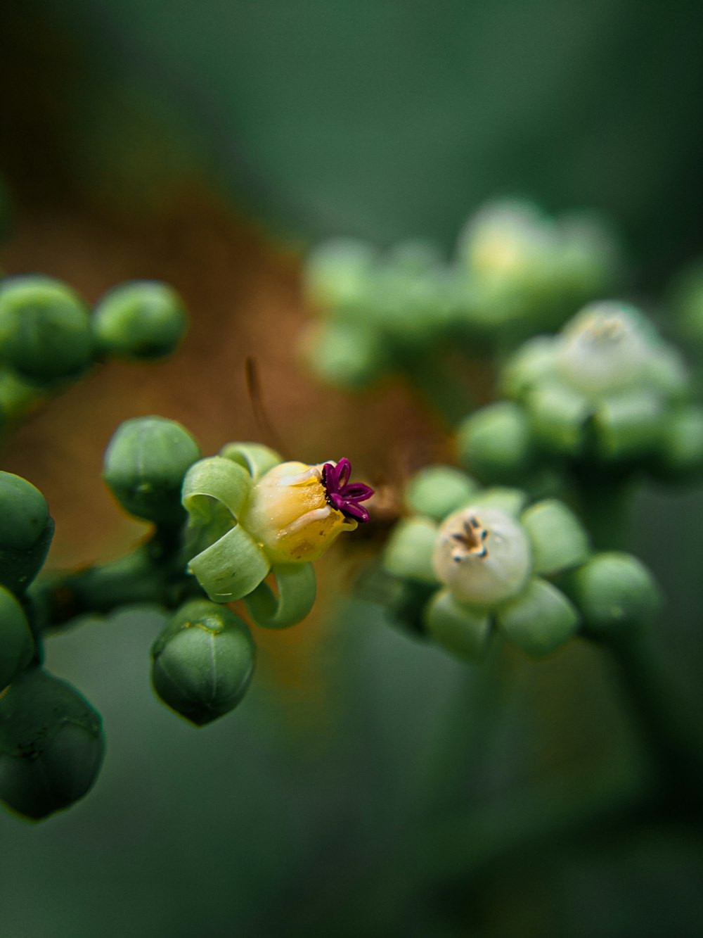 green flower bud in macro shot