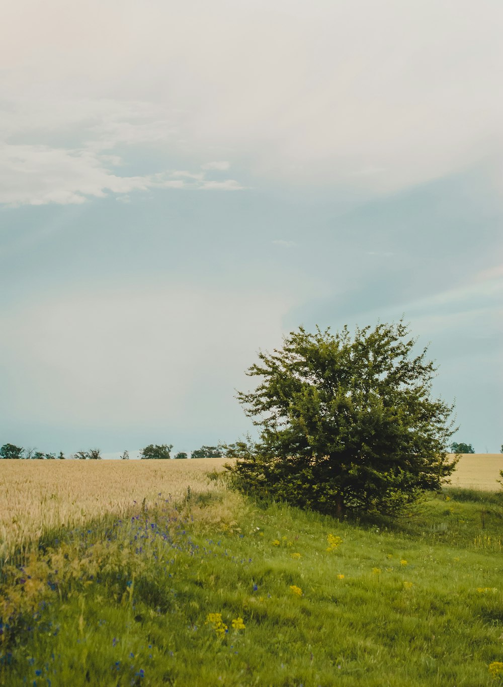 green tree on green grass field under white clouds and blue sky during daytime