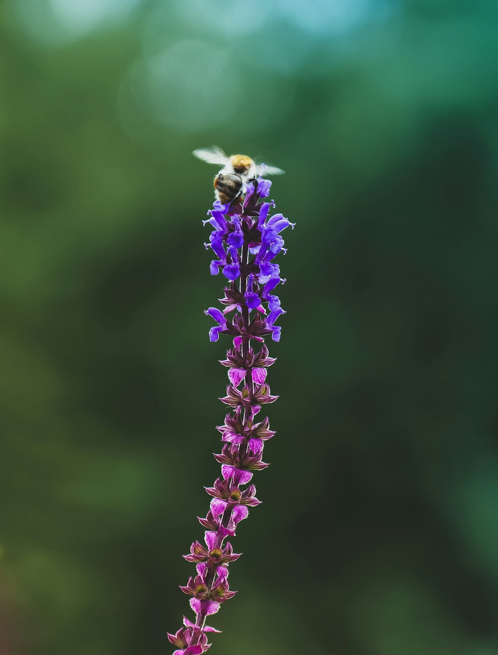 purple flower in tilt shift lens