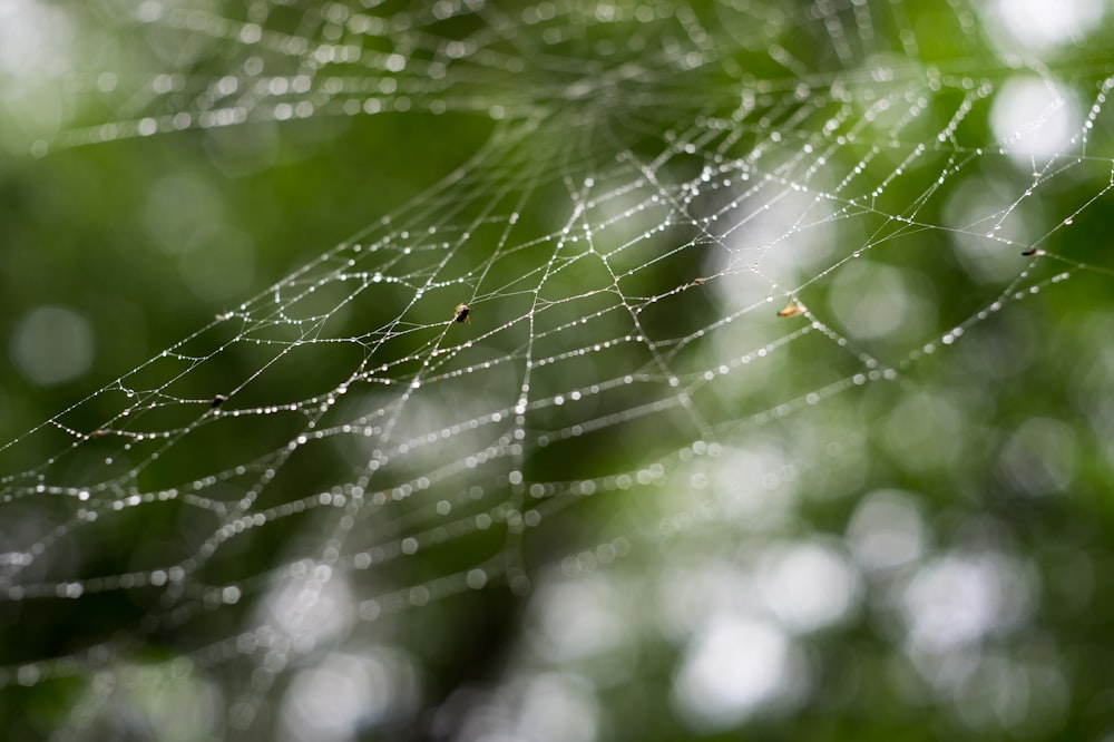 water droplets on spider web in close up photography during daytime