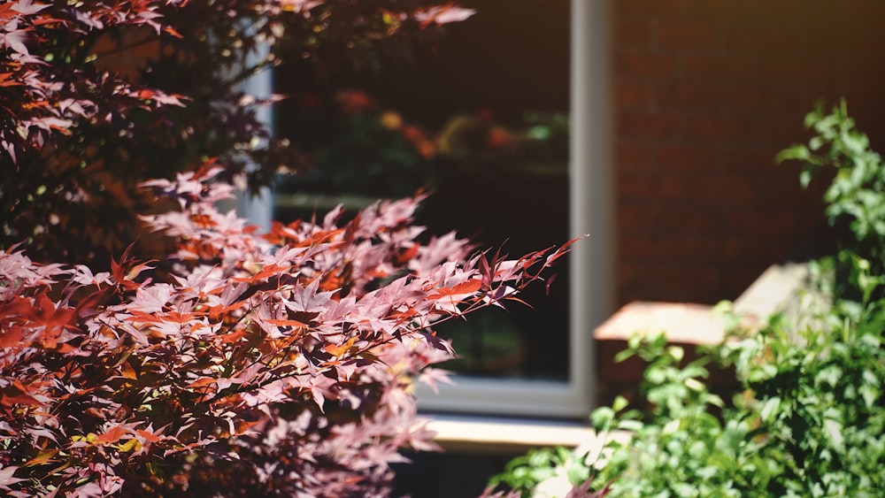 red and brown leaves on tree