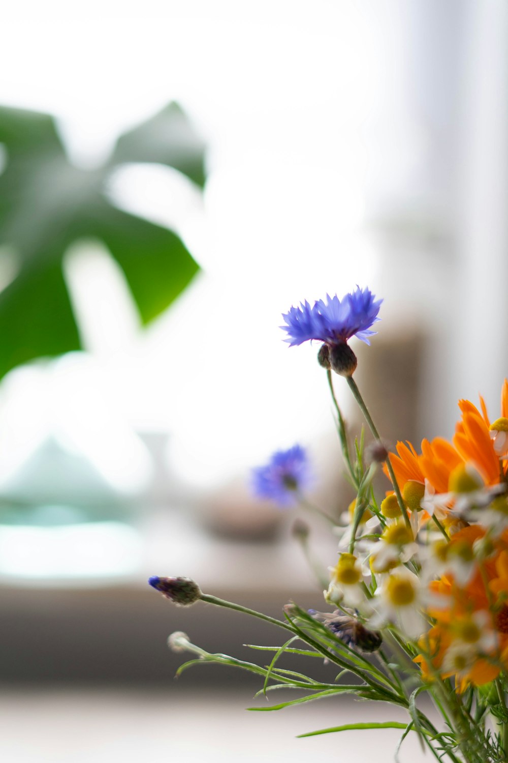 purple and yellow flower in tilt shift lens