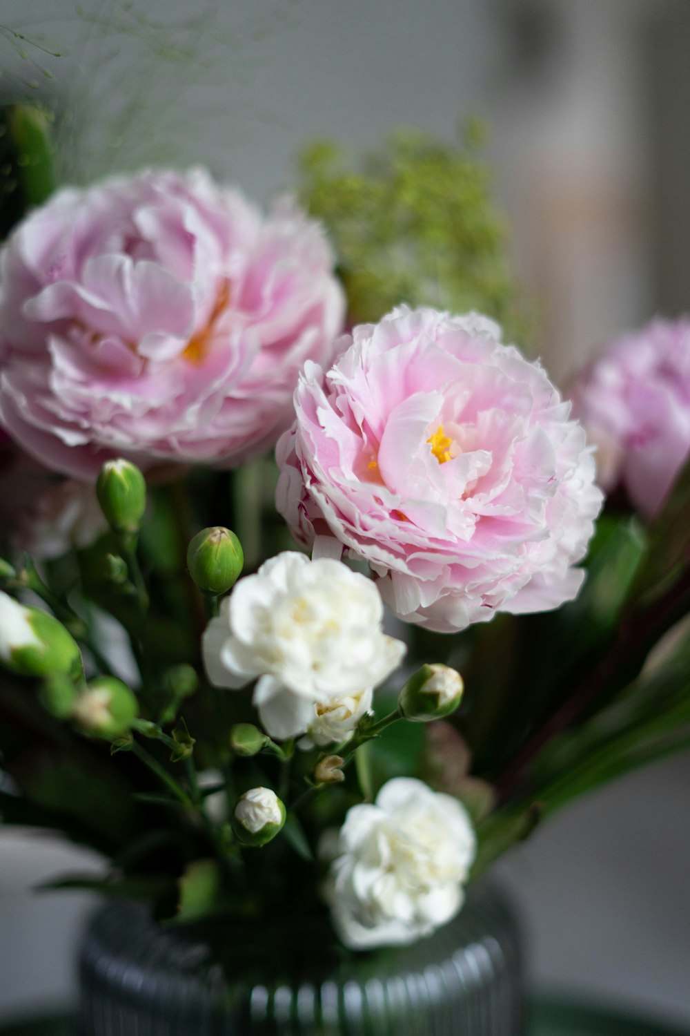 pink and white flowers with green leaves