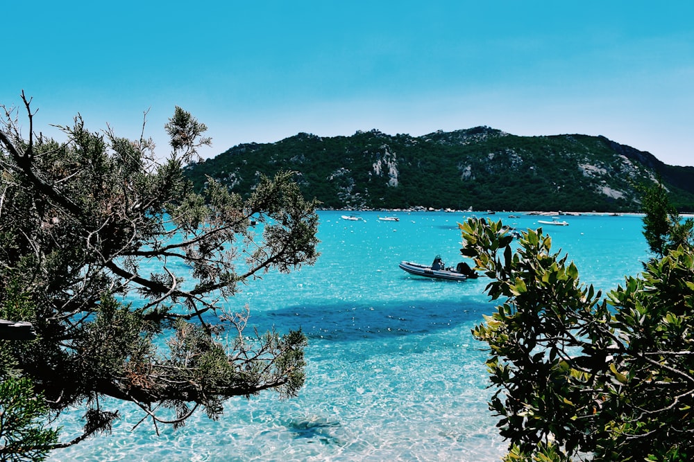 Grüne Bäume auf blauem Meer unter blauem Himmel während des Tages