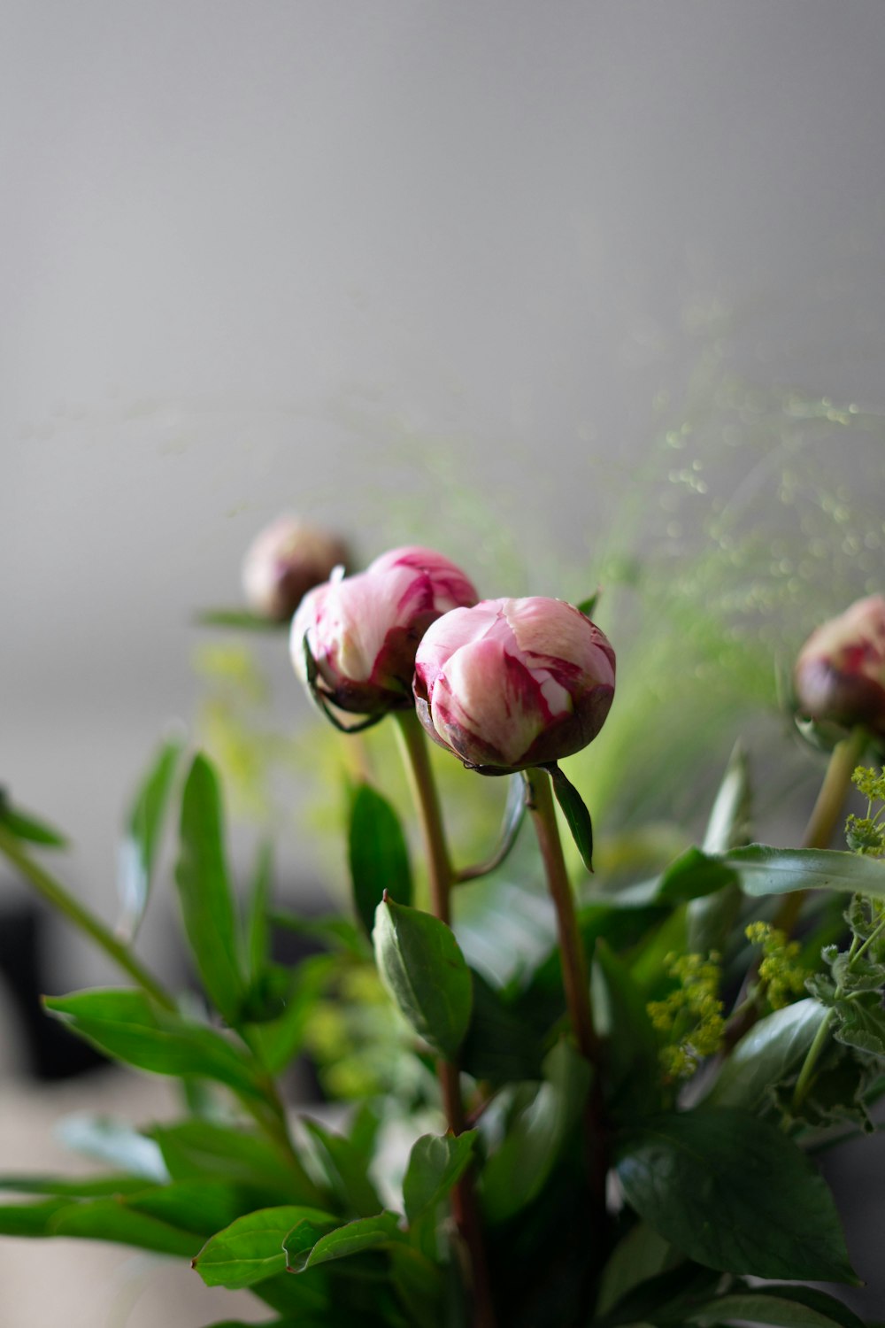 pink flower with green leaves