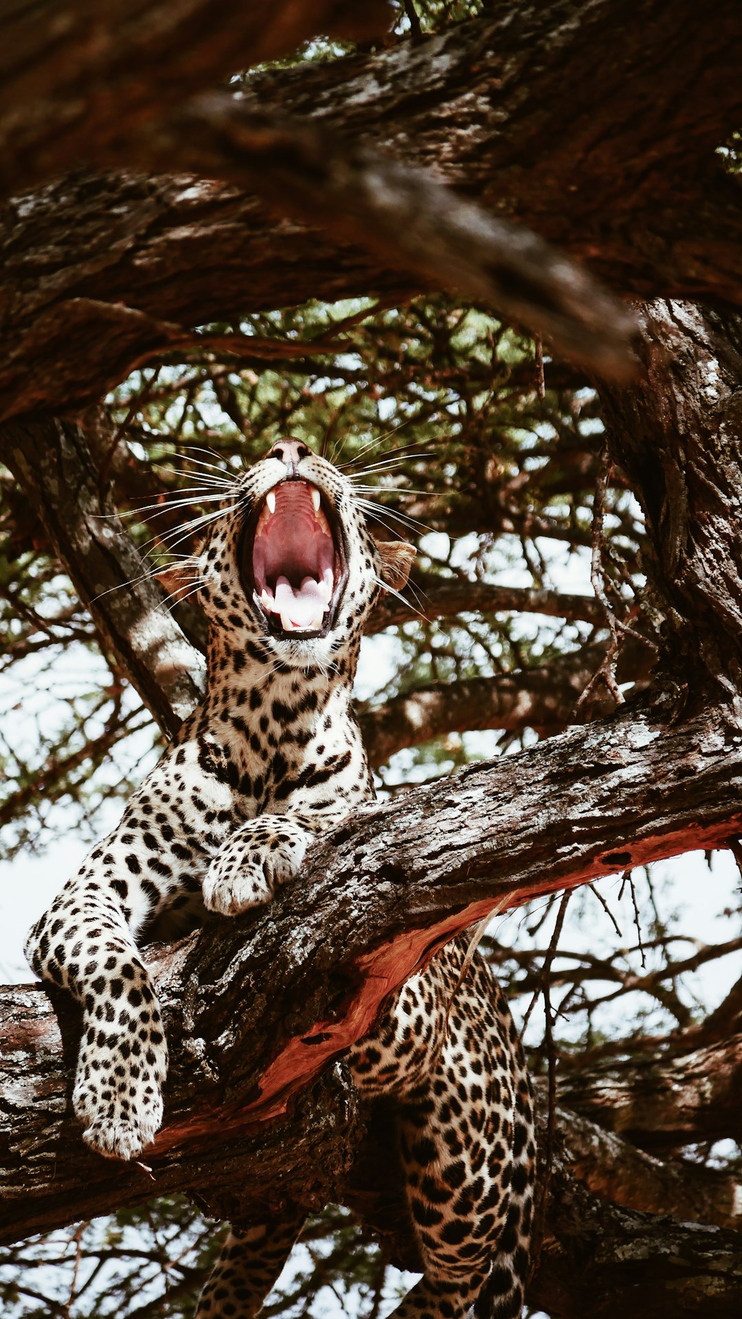 leopard on brown tree branch