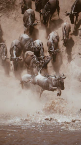 group of horse running on brown sand