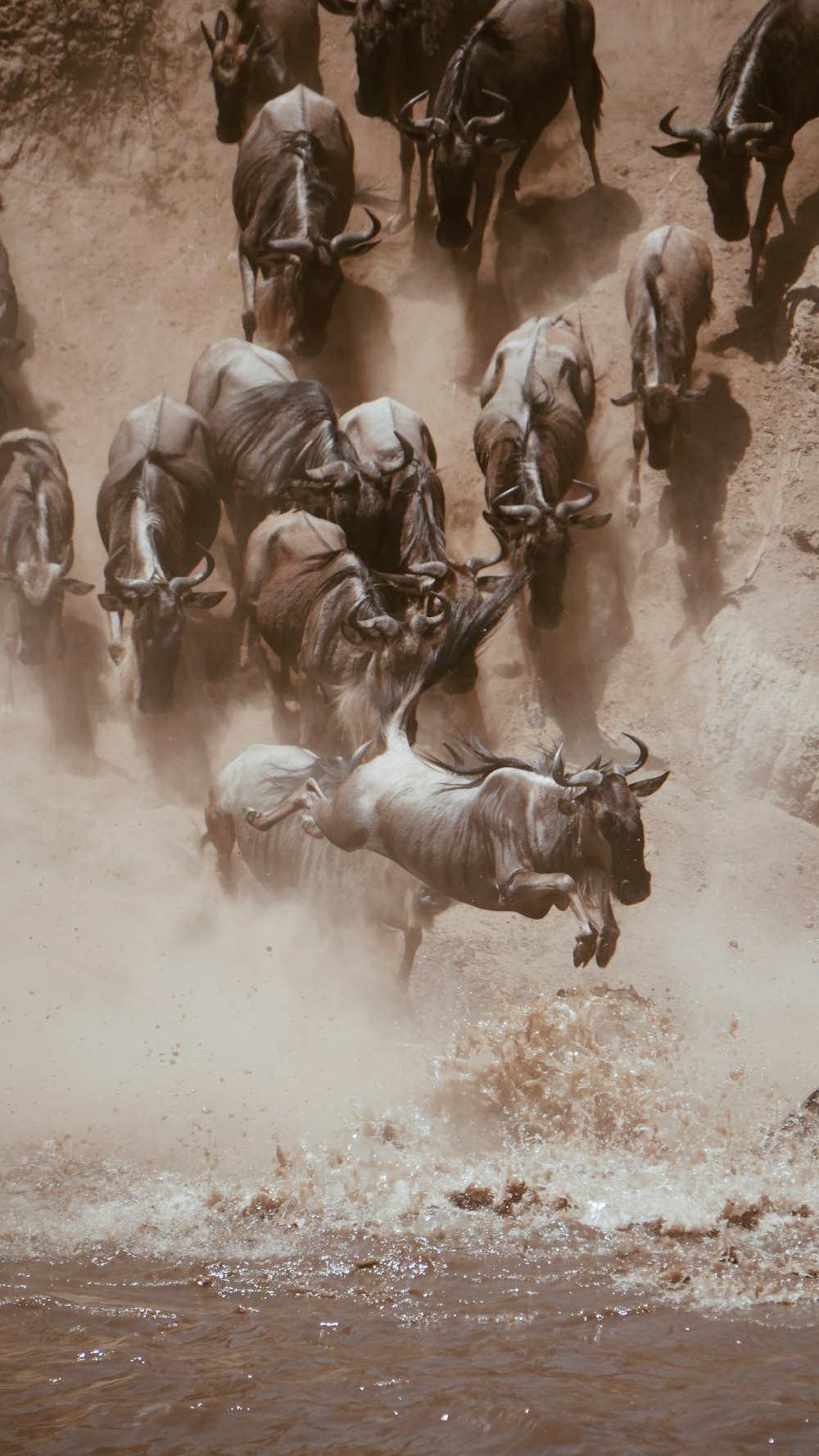 group of horse running on brown sand