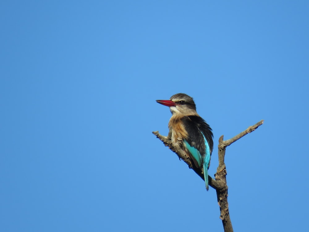 blue and brown bird on brown tree branch during daytime