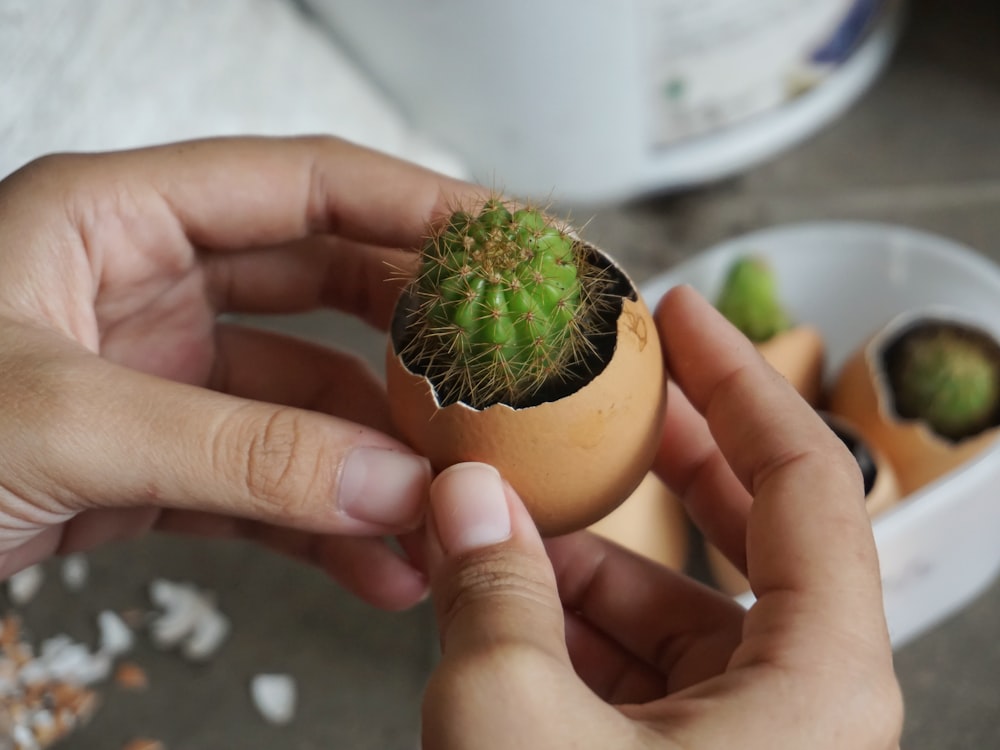 person holding yellow round fruit