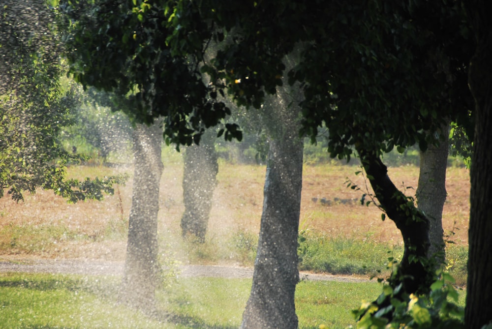 green grass field with trees