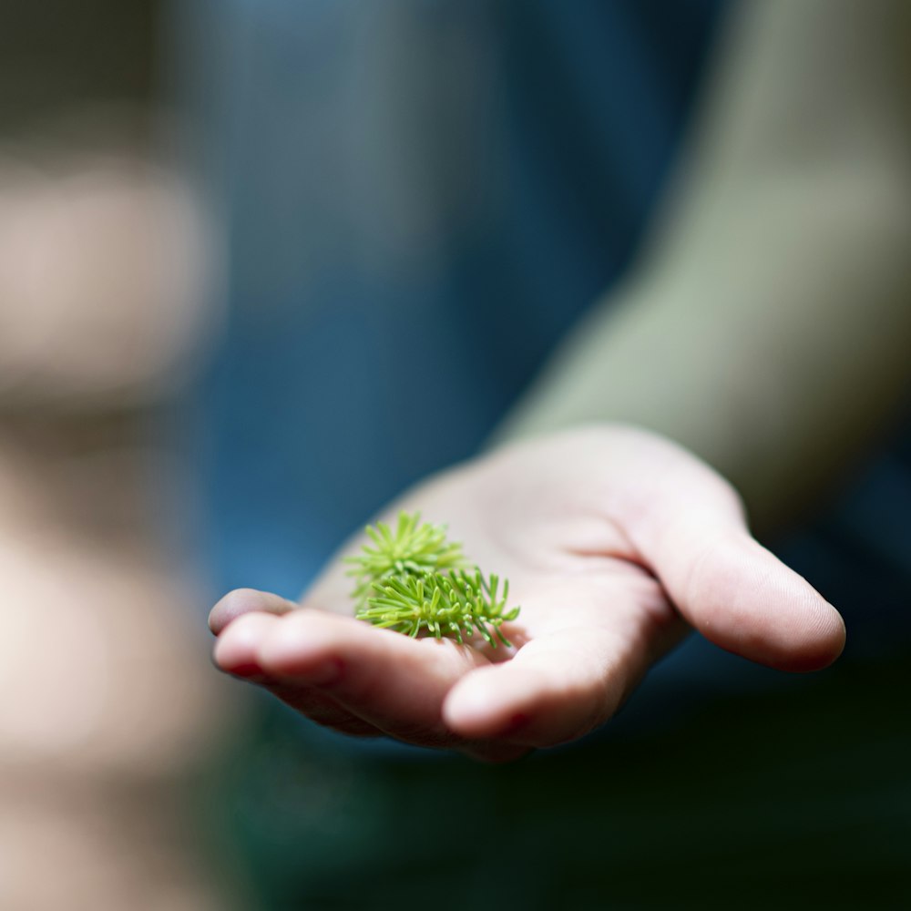 person holding green round fruit