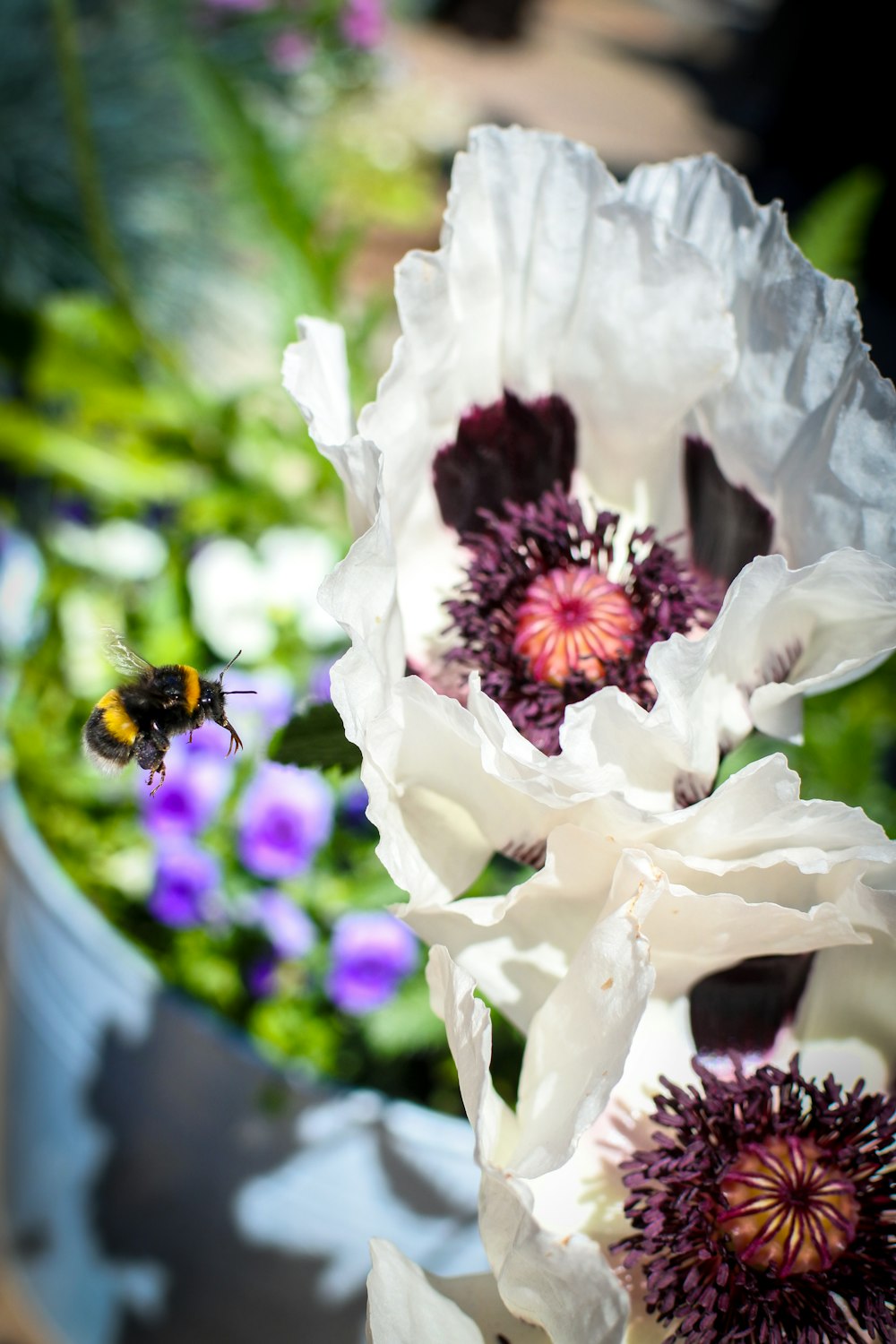 black and yellow bee on white flower