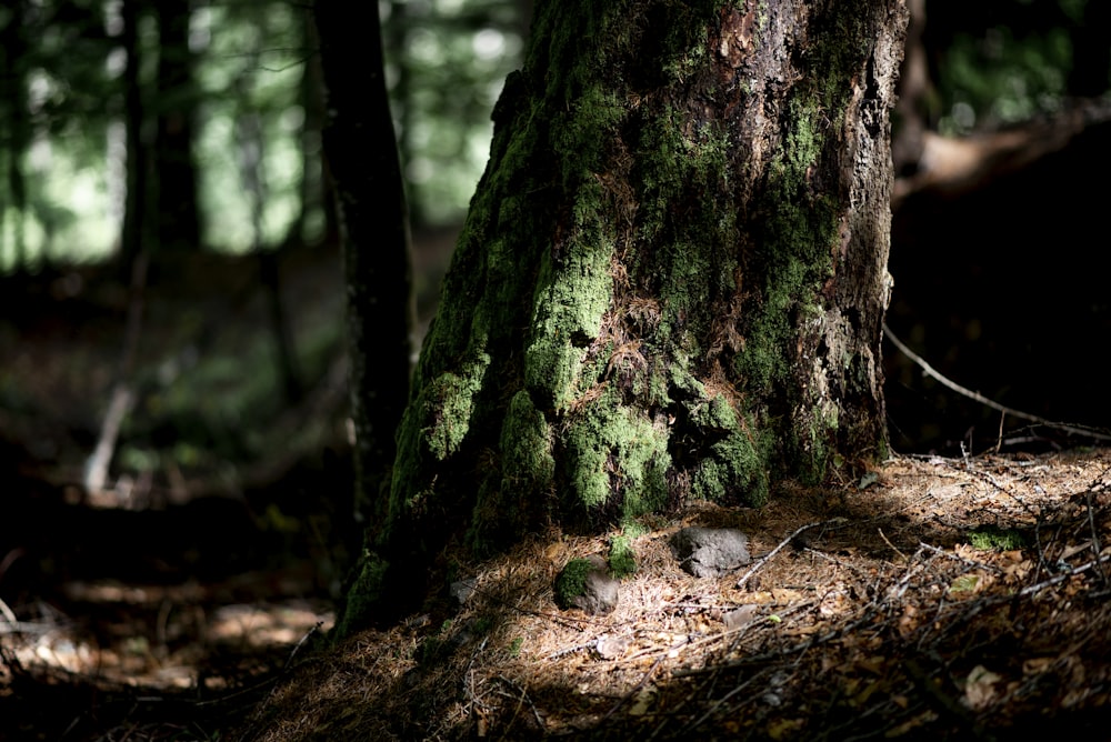 brown tree trunk with moss