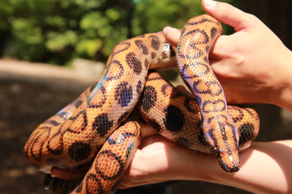 brown and black snake on persons hand