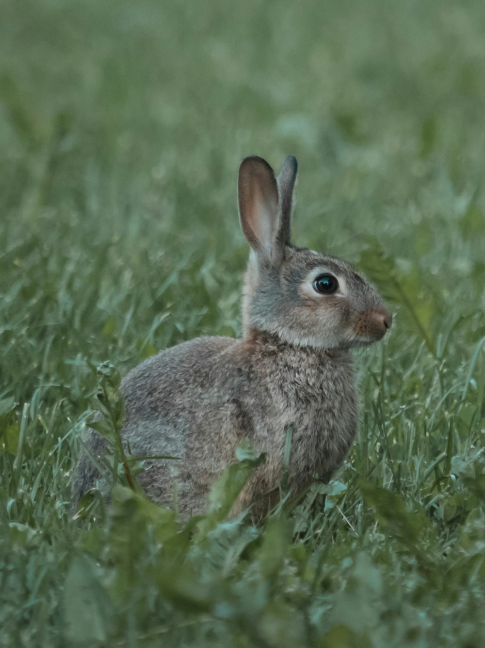 brown rabbit on green grass field during daytime