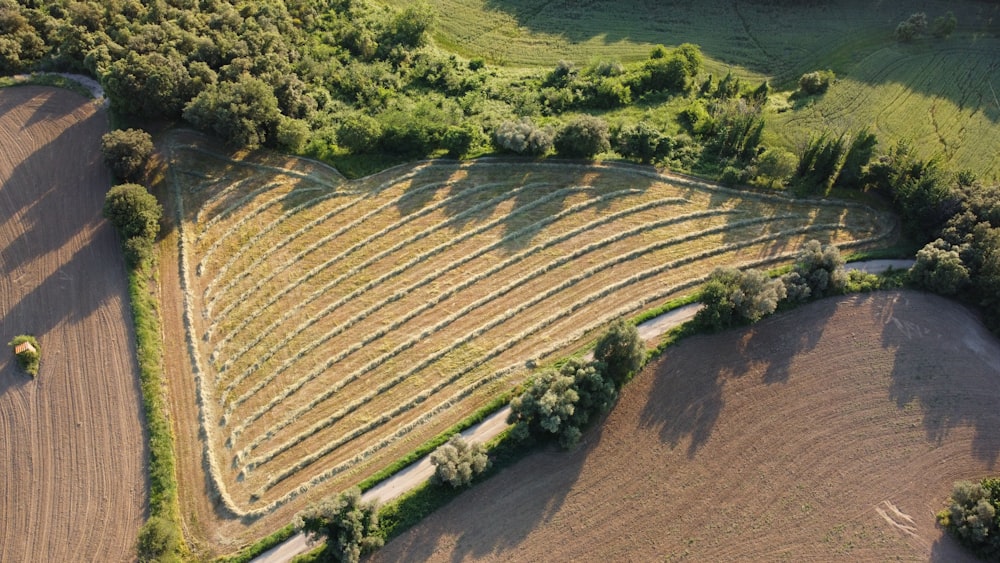 aerial view of green trees and brown field during daytime