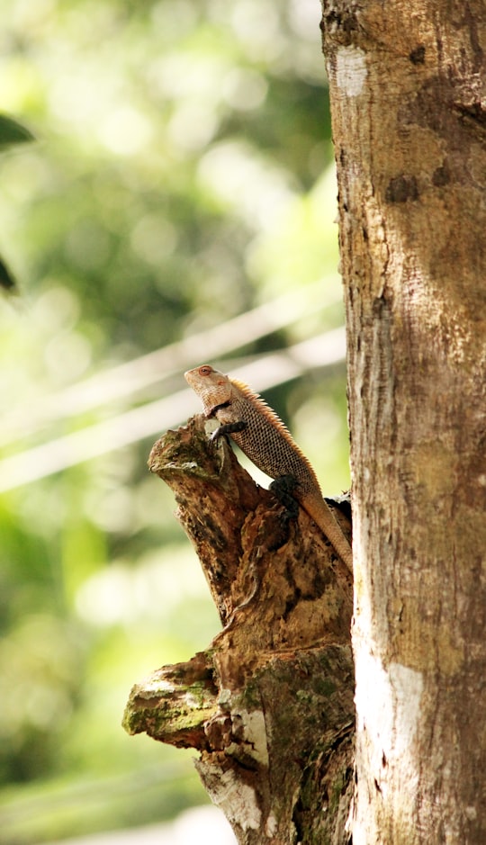 brown and black lizard on brown tree trunk during daytime in Alappuzha India