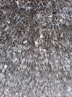 Rows of bats hanging in the drying room, absorbing stain under soft natural light.