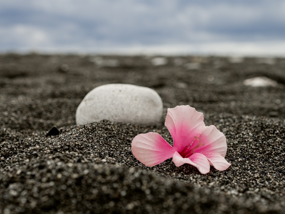 pink flower on white stone