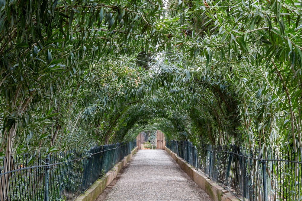 camino de hormigón gris entre valla metálica verde