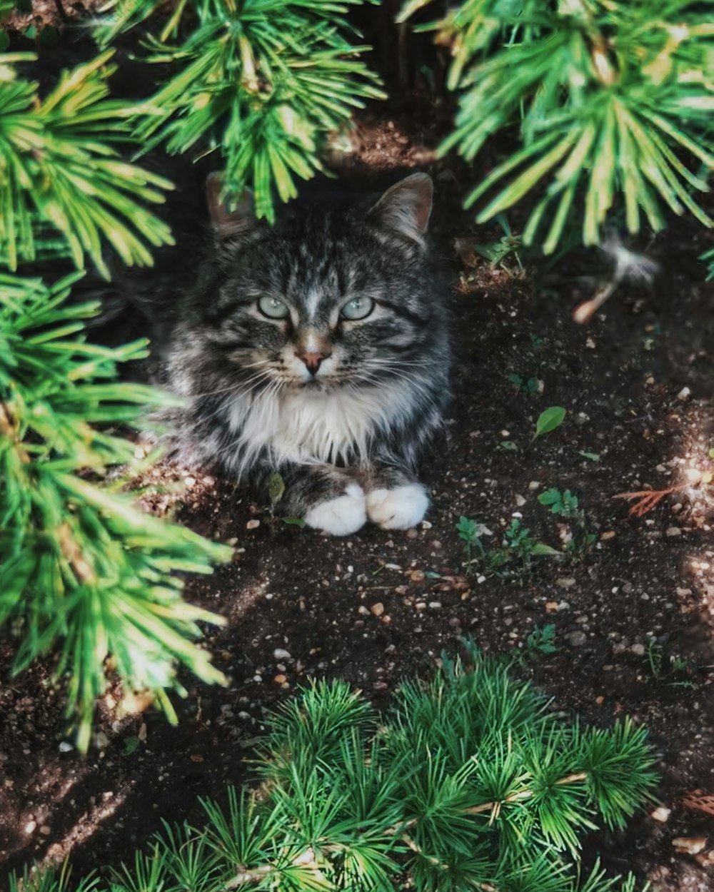 black and white cat on green plant