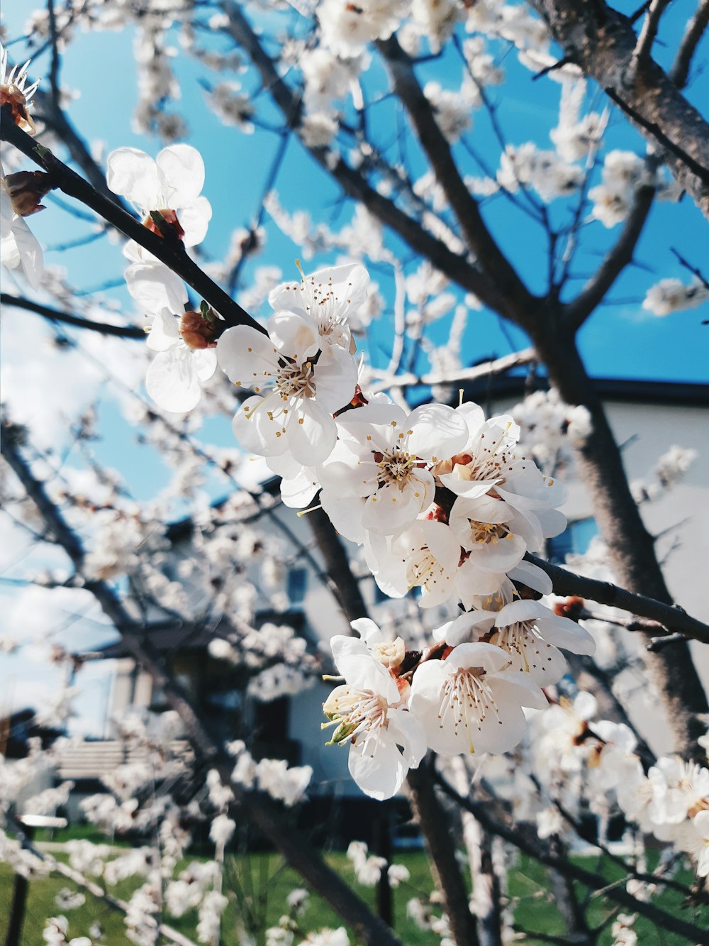 Weiße Kirschblüte blüht tagsüber