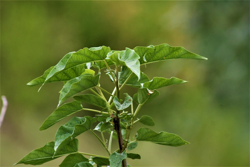 green leaf plant in close up photography