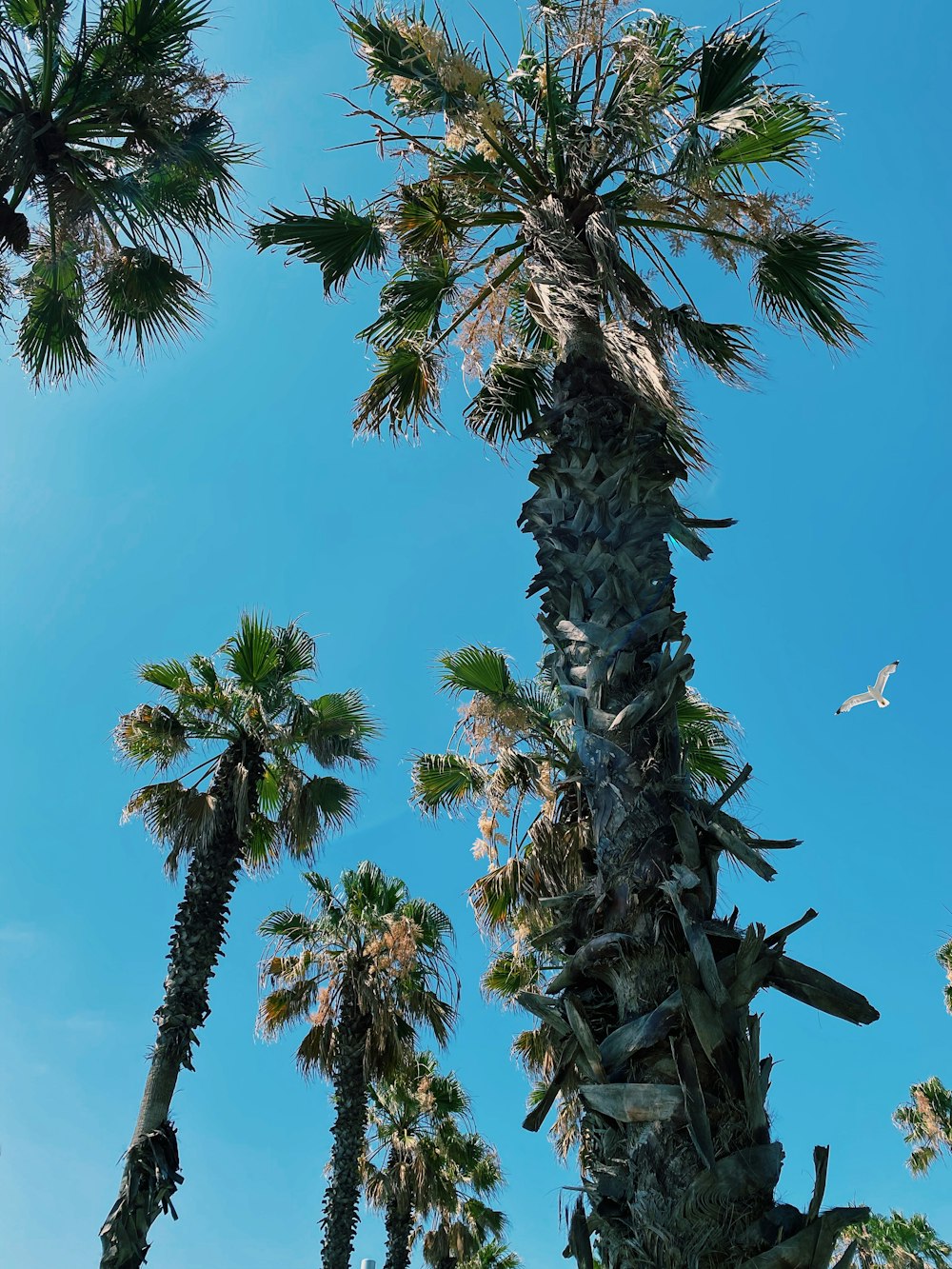 palmier vert sous le ciel bleu pendant la journée