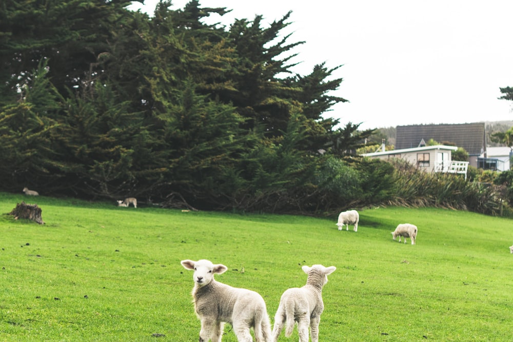 herd of sheep on green grass field during daytime