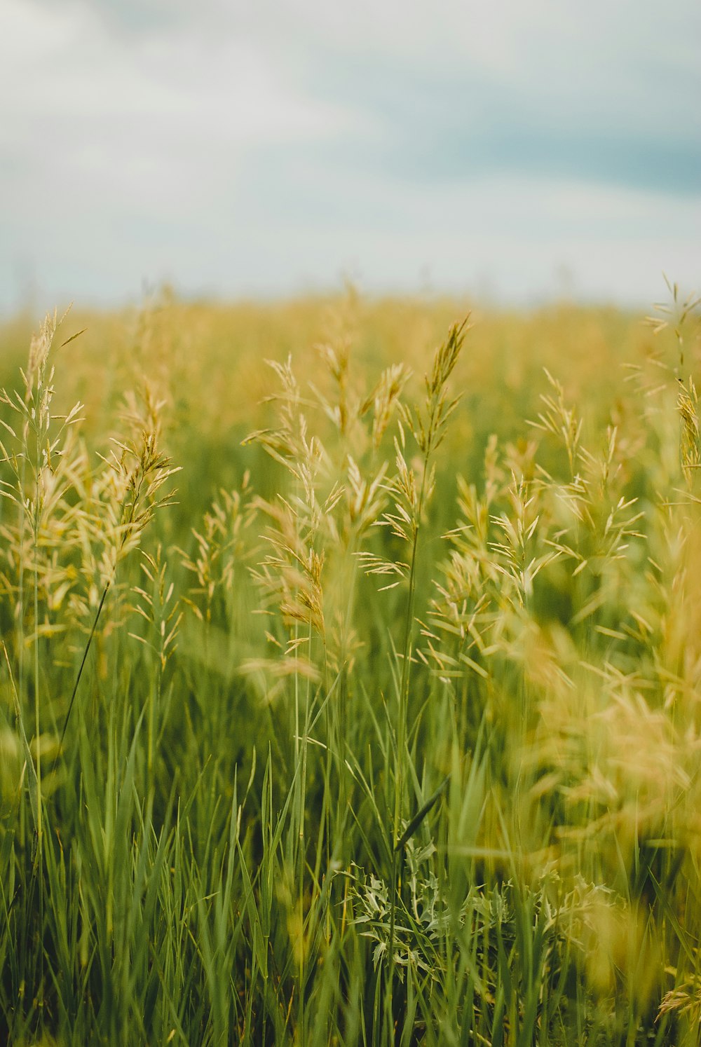 green wheat field during daytime