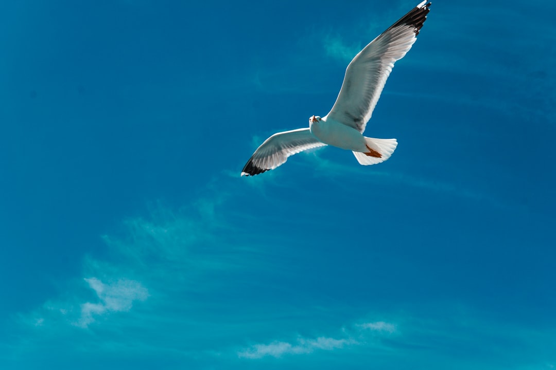 white bird flying under blue sky during daytime