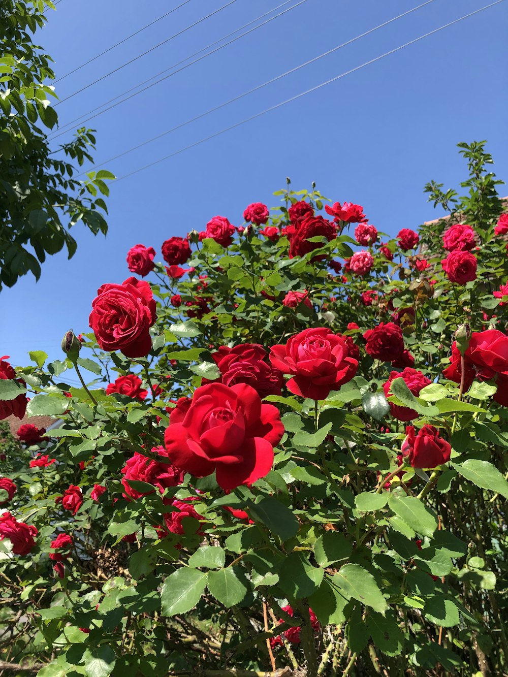 red flowers with green leaves under blue sky during daytime