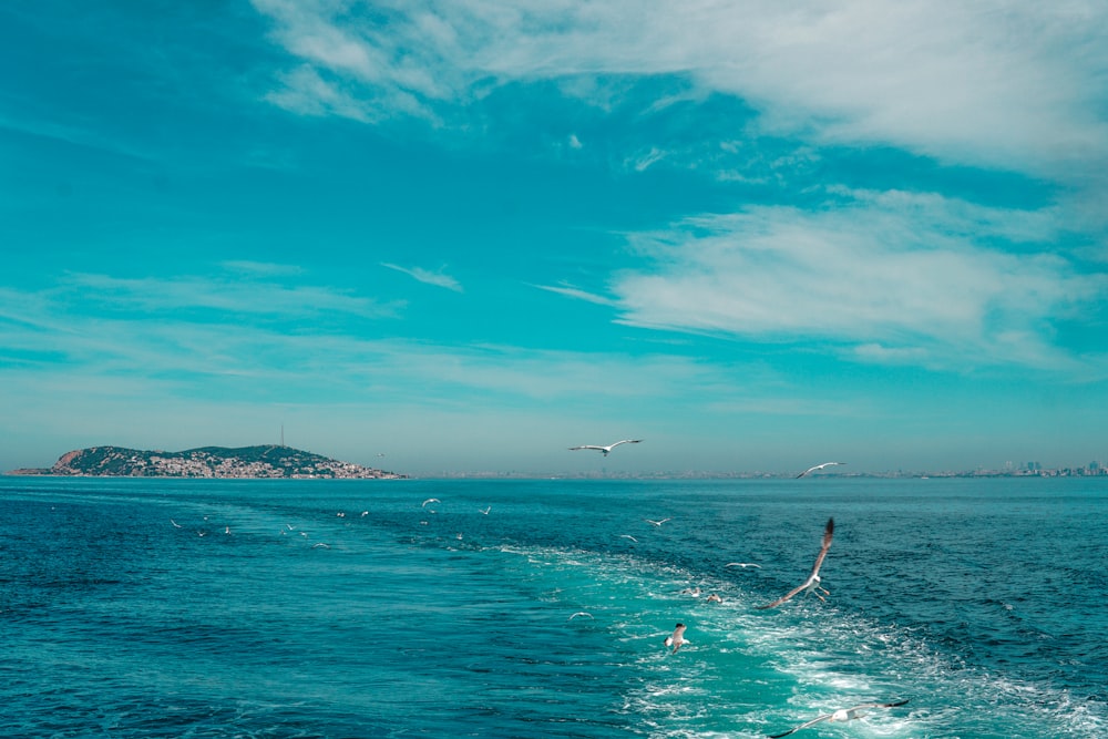 birds flying over the sea during daytime