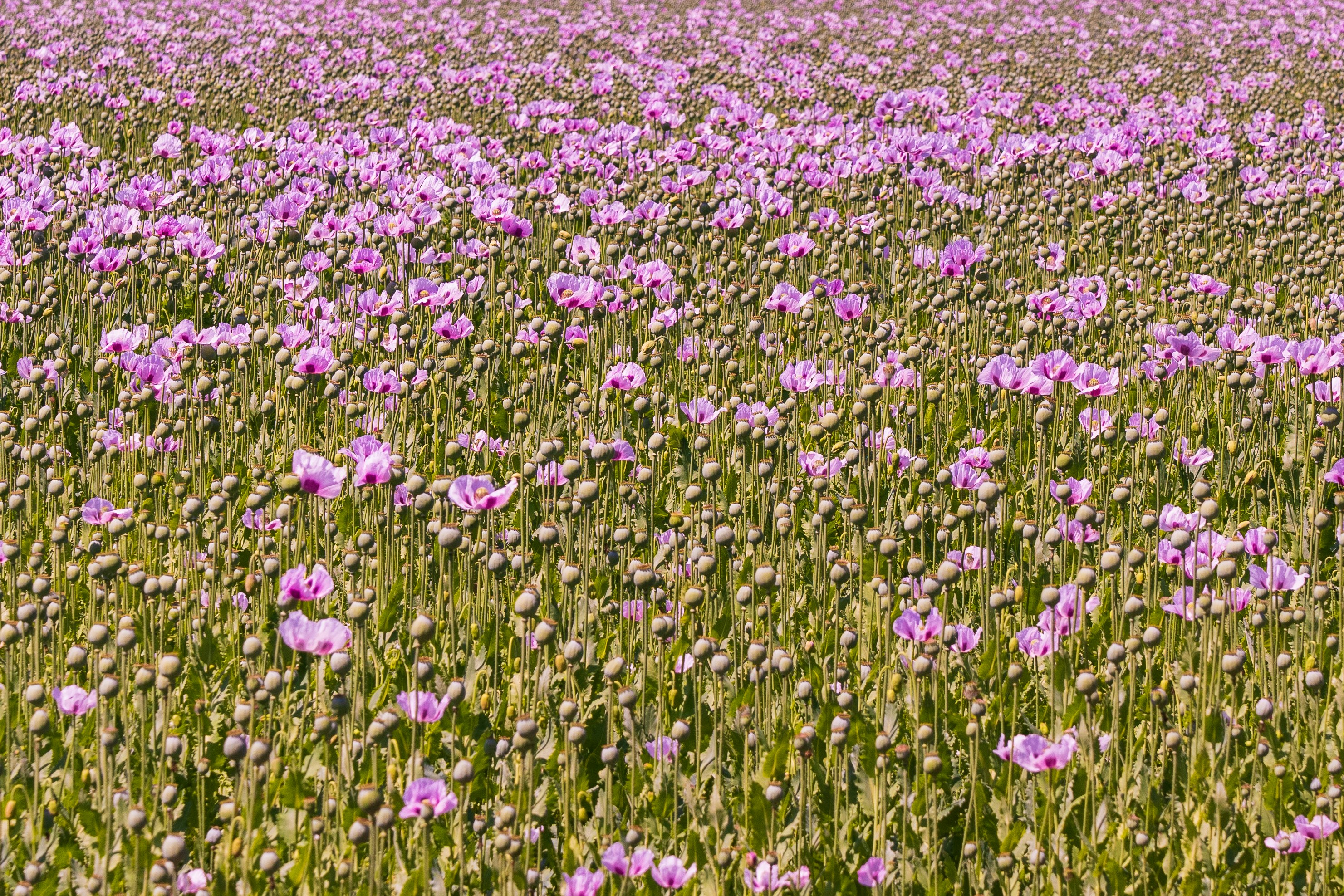 purple flower field during daytime